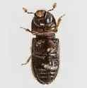 Hypothenemus californicus - photo 2