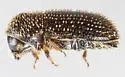 Hypothenemus californicus - photo 3