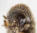 Hypothenemus californicus - photo 4