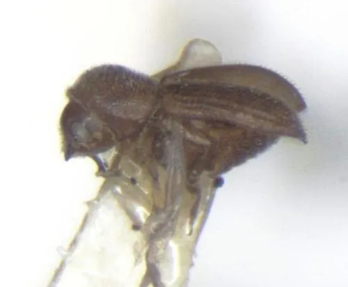 Hypothenemus crudiae