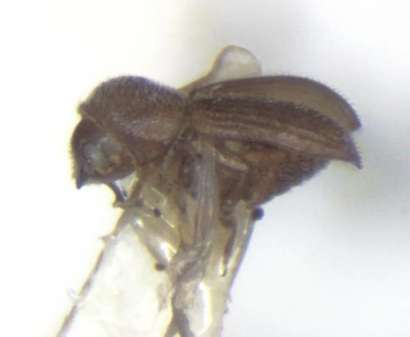 Hypothenemus crudiae - photo 2
