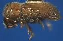 Hypothenemus dissimilis