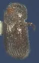 Hypothenemus dissimilis - photo 2
