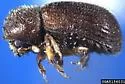 Hypothenemus dissimilis - photo 4