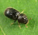 Hypothenemus dissimilis - photo 5