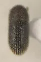 Hypothenemus eruditus