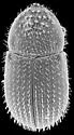 Hypothenemus exiguus