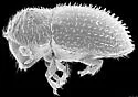 Hypothenemus exiguus - photo 2