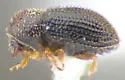 Hypothenemus georgiae - photo 2