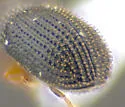 Hypothenemus georgiae - photo 3