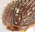 Apple Twig Beetle - photo 3