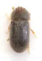 Hypothenemus rotundicollis - photo 2