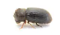 Hypothenemus rotundicollis - photo 3