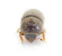Hypothenemus rotundicollis - photo 4