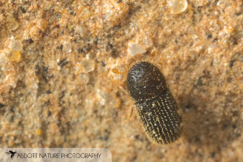 Hypothenemus seriatus - photo 2