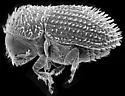 Hypothenemus striatus - photo 2