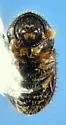 Hypothenemus striatus - photo 4