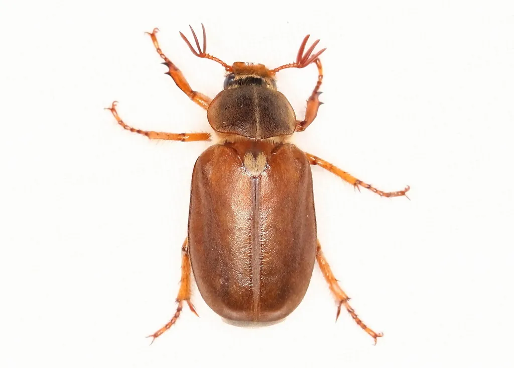 Hypothyce mixta - photo 2