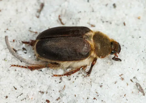 Hypotrichia spissipes - Hypotrichia spissipes