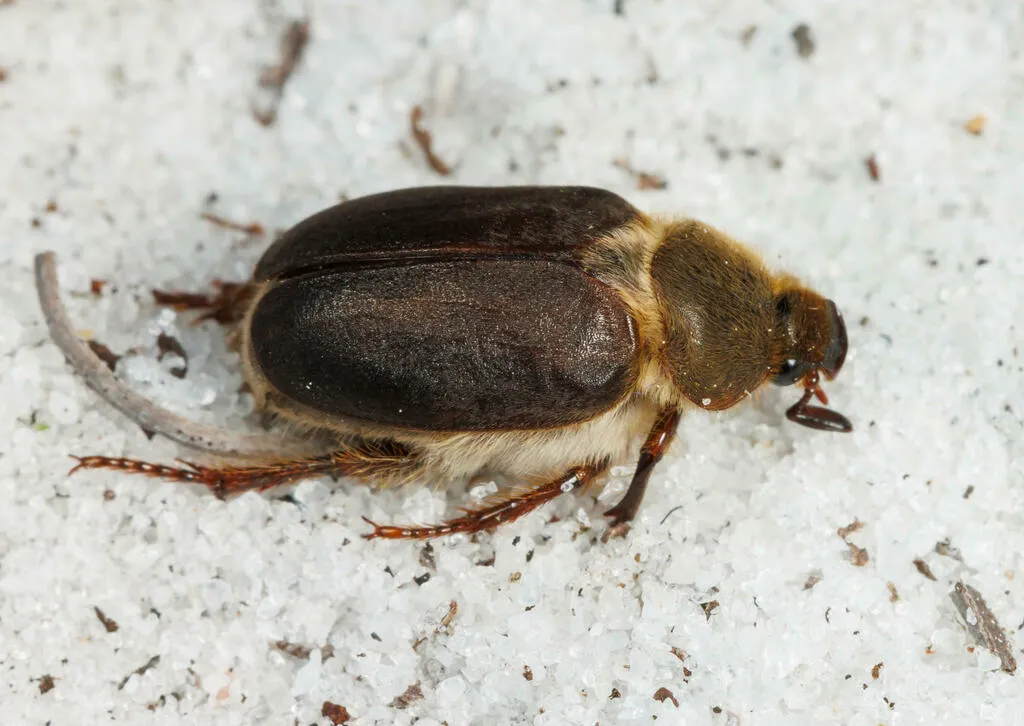 Hypotrichia spissipes - photo 2