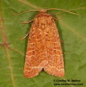 Hypotrix alamosa - Hodges#10599 - Hypotrix alamosa