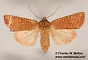 Hypotrix alamosa - Hodges#10599 - photo 2