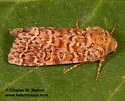 Hypotrix alamosa - Hodges#10599 - photo 3