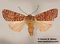 Hypotrix alamosa - Hodges#10599 - photo 4