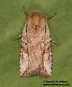 Hypotrix basistriga - Hodges#10620.2