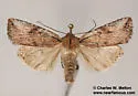 Hypotrix basistriga - Hodges#10620.2 - photo 2