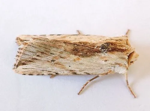 Hypotrix diplogramma - Hodges#10615