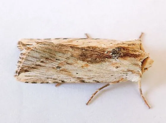Hypotrix diplogramma - Hodges#10615 - photo 2
