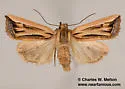 Hypotrix ferricola - Hodges#10614