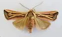 Hypotrix ferricola - Hodges#10614 - photo 3