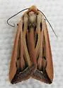 Hypotrix ferricola - Hodges#10614 - photo 5