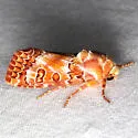 Hypotrix hueco - Hodges#10600