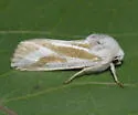 Hypotrix lactomellis - Hodges#10600.1 - photo 2