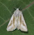 Hypotrix lactomellis - Hodges#10600.1 - photo 3