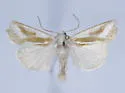 Hypotrix lactomellis - Hodges#10600.1 - photo 4