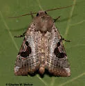Hypotrix lunata - Hodges#10606