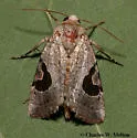 Hypotrix lunata - Hodges#10606 - photo 2