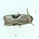 Hypotrix lunata - Hodges#10606 - photo 3