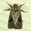 Hypotrix lunata - Hodges#10606 - photo 4