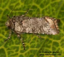 Hypotrix naglei - Hodges#10620.3