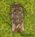 Hypotrix naglei - Hodges#10620.3 - photo 2