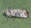 Hypotrix naglei - Hodges#10620.3 - photo 3