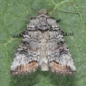 Hypotrix naglei - Hodges#10620.3 - photo 4