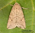 Hypotrix ocularis - Hodges#10620.1