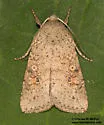 Hypotrix ocularis - Hodges#10620.1 - photo 2