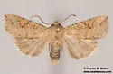 Hypotrix ocularis - Hodges#10620.1 - photo 3
